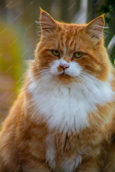 Premium Photo | Fluffy ginger cat with a white breast