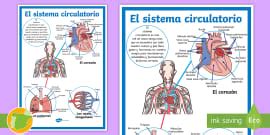 Pack de recursos: El sistema circulatorio para niños