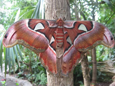 Image result for Large Moth