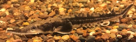 Juvenile lake sturgeon at Edenton NFH | FWS.gov