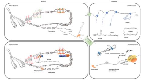Epigenomic Dysregulation in Schizophrenia | Encyclopedia MDPI