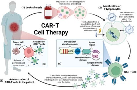 Chimeric Antigen Receptor T Cell and Chimeric Antigen Receptor NK Cell ...