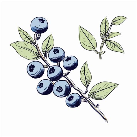Blueberry Branch Sketch Outlined Botanical Drawing | Premium AI ...