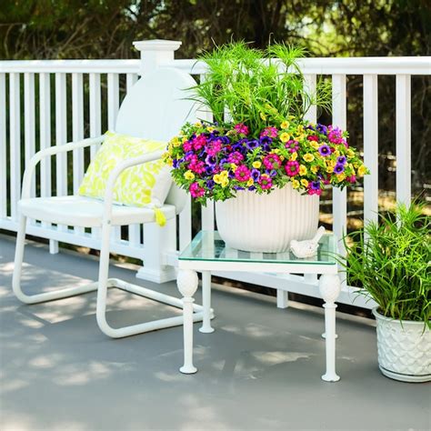 Proven Winners Purple Superbells Grape Punch (Calibrachoa) in 4.25-in ...