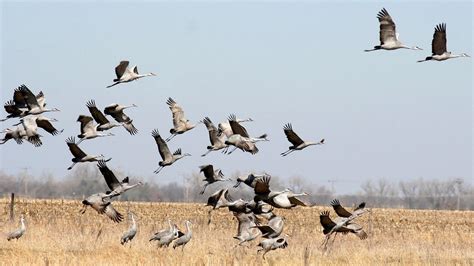 Sandhill Crane Migration - migration of sandhill cranes