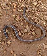 Image result for Simple Earthworm Sketches