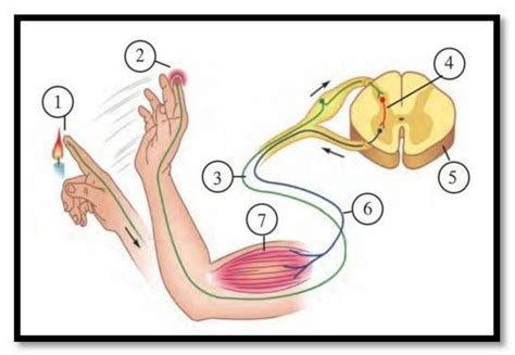 1. Observe the above figure carefully and as per the numbers in that ...