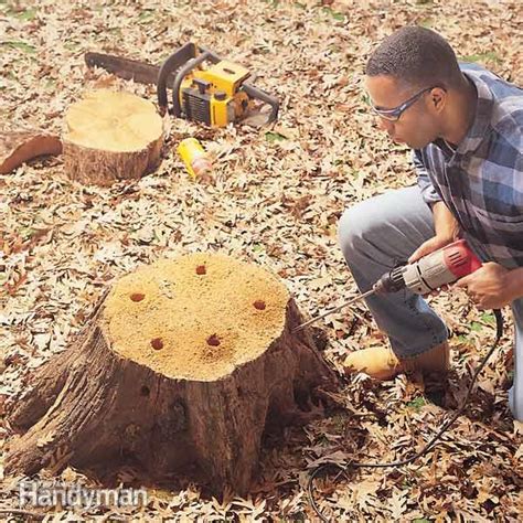 Tree Stump Removal Tricks 的图像结果