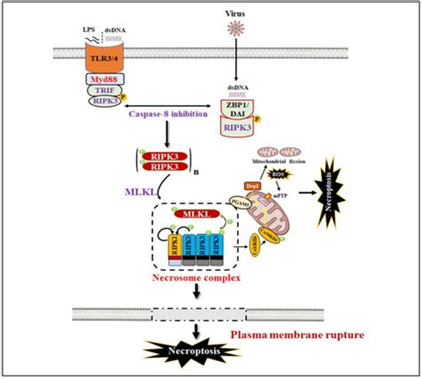 Necroptosis: A Pathogenic Negotiator in Human Diseases