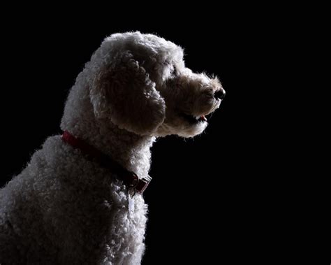 Image result for Cockapoo Waffle Dog