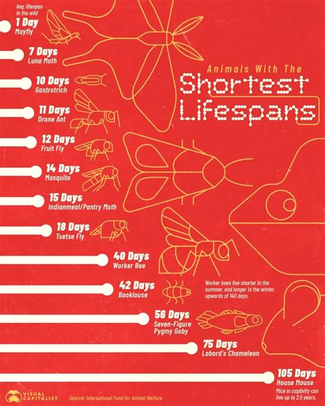 Shortest Animal Lifespan