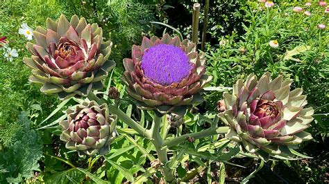 How to grow artichokes - your expert growing guide | Ideal Home