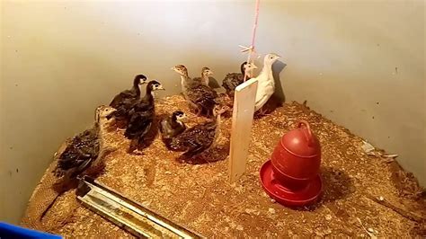 Image result for Turkey Brooder