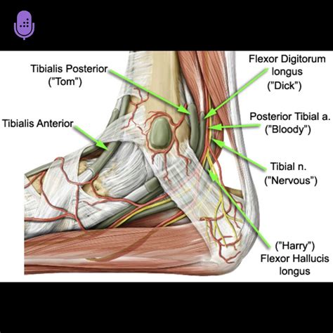 Flexor Digitorum Longus Tendon