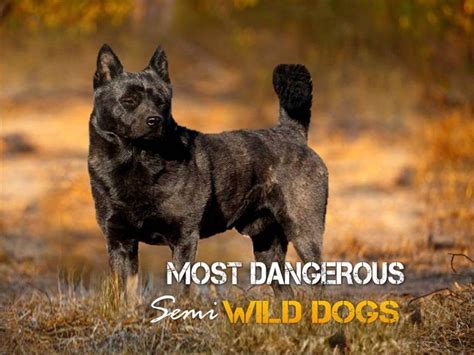 Top 10 Most Dangerous Semi Wild Dogs | Wild dogs, Dogs, Ancient dog breeds