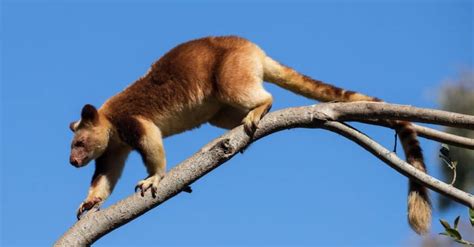 Image result for Kangaroo Evolution Tree