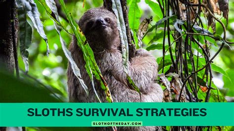 Sloth Predators: How Did Sloths Survive for a Millennia!