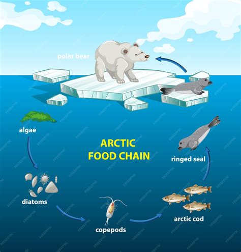 Arctic Food Chain Polar Bear