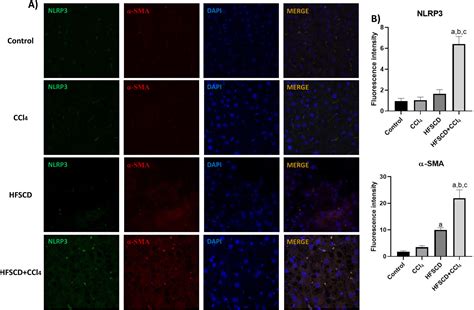 Activation of the NLRP3 inflammasome by CCl4 exacerbates hepatopathogenic diet-induced ...