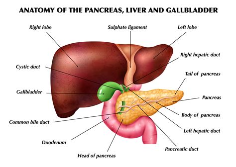 Pancreas Liver And Gallbladder Gallstones | Gastro MD