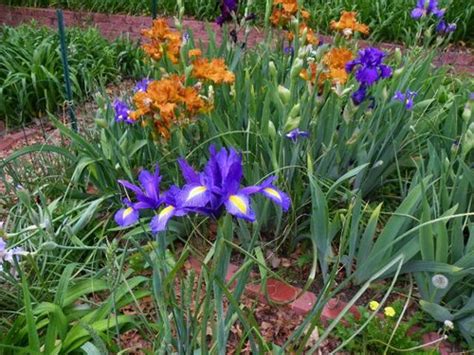Image result for Iris Form Classification Example