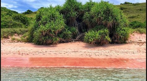 BAJO DIVE RESORT (Flores/Labuan Bajo) - Inn Reviews & Photos - Tripadvisor