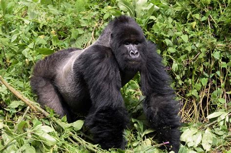 3-day gorilla tracking experience in Bwindi Impenetrable Forest ...