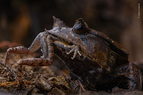 What Animals Prey On Frogs