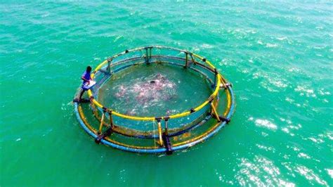 അഗ്രി. സയൻസ് കോൺഗ്രസിൽ സി.എം.എഫ്.ആർ.ഐ മാരികൾച്ചർ പാർക്കിൽ വലയിലാക്കാം ...