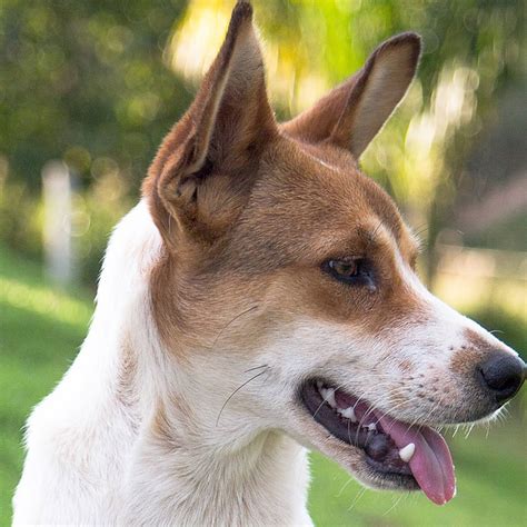 Why Do They Call Dogs K9s