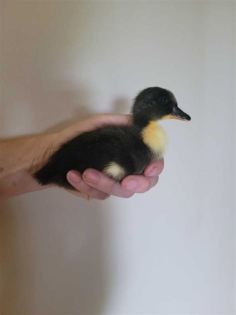 Best Black Swedish Ducklings for sale in Winkler, Manitoba for 2023
