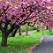 Image result for Free Spring Wallpaper for PC