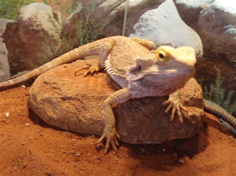 Leopardgecko weibchen inkl Terrarium und Zubehör in Hoyerswerda | Tiere ...
