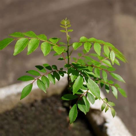 Neem Live Plant 1–2 Ft Height – Natural Air Purifier & Medicinal Tree ...