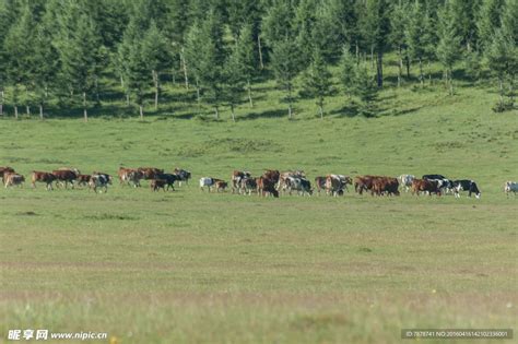 草原牛 的图像结果