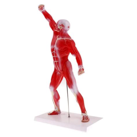 Buy BONEW 50CM Anatomical Muscular Human Figure Medical Anatomy ...
