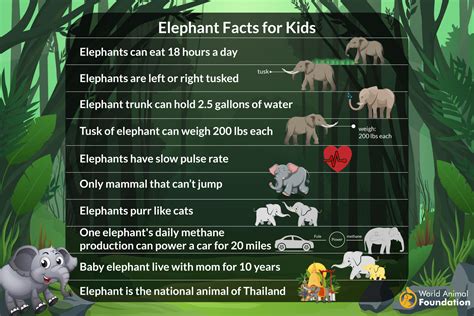 Surprising Facts About Elephants You Need To Know In 2024