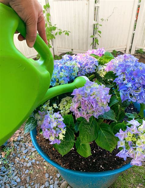 How To Save A Potted Hydrangea at Billy Tate blog