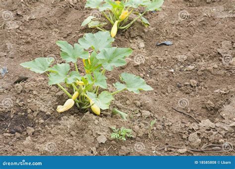 Young squash plants stock photo. Image of young, yellow - 18585808