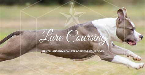 Lure Coursing Trial - Autumn Coursing Carnival, 247 King Avenue, Durack ...