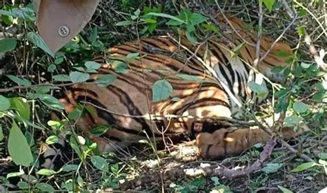 4 Tiger Deaths In 4 Days: Goa Govt Asks Locals To Leave Sanctuary Where ...