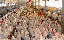 Poultry Science , Poultry Science as a Career, Colleges Of Poultry ...