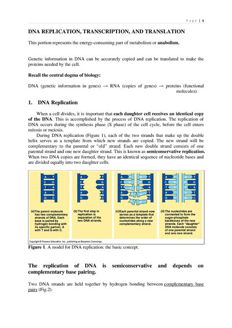 DNA replication transcription and translation - DNA REPLICATION ...