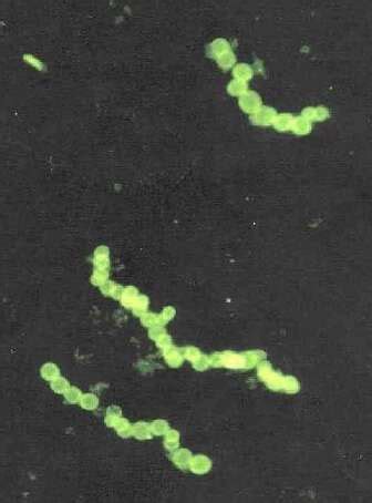 Sulphide Bacteria | Encyclopedia MDPI