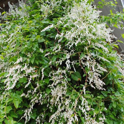 SILVER LACE VINE Polygonum Aubertii - 20 SEEDS