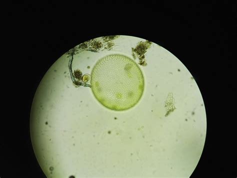 Volvox Under Microscope