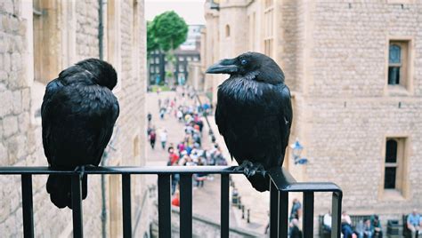 Image result for Number Creatures Magic