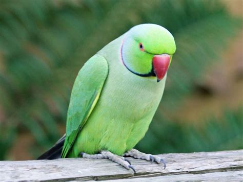 Green Parrot