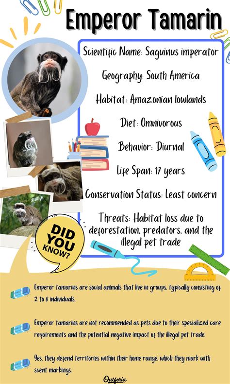 Emperor Tamarin: The Mustached Monkeys of the Amazon