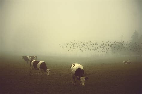 Cows And Birds - Life Size Posters by AnneCecile Art | Buy Posters ...